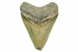 Serrated, Juvenile Megalodon Tooth - North Carolina #368051