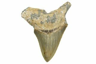 Bargain, Juvenile Megalodon Tooth - Serrated Blade #368052