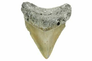 Serrated, Juvenile Megalodon Tooth - North Carolina #368054