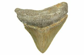 Serrated, Posterior Megalodon Tooth - North Carolina #368056