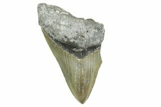 Partial, Fossil Megalodon Tooth - Serrated Blade #368077