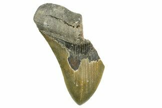 Partial, Fossil Megalodon Tooth - North Carolina #368084