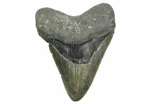 Fossil Megalodon Tooth - North Carolina #368042