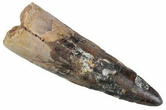 Bargain, Fossil Spinosaurus Tooth - Real Dinosaur Tooth #367935