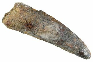 Fossil Spinosaurus Tooth - Real Dinosaur Tooth #367938