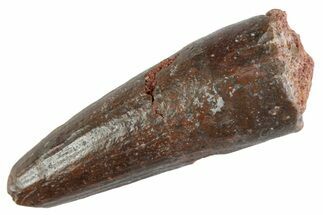 Fossil Spinosaurus Tooth - Feeding Worn Tooth #367941