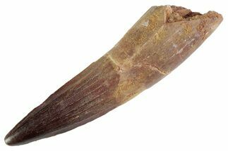 Fossil Spinosaurus Tooth - Real Dinosaur Tooth #367946