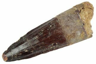 Fossil Spinosaurus Tooth - Feeding Worn Tooth #367954