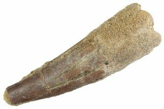 Fossil Spinosaurus Tooth - Feeding Worn Tooth #367958
