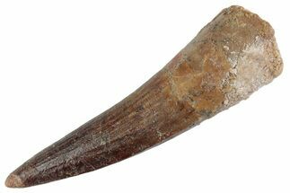 Fossil Spinosaurus Tooth - Real Dinosaur Tooth #367971