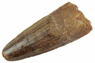 Fossil Spinosaurus Tooth - Feeding Worn Tooth #367974