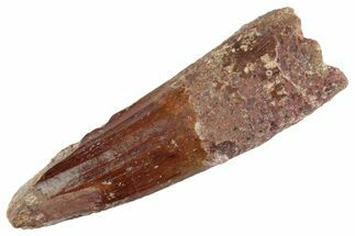 Fossil Spinosaurus Tooth - Real Dinosaur Tooth #367979