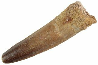 Fossil Spinosaurus Tooth - Real Dinosaur Tooth #367981