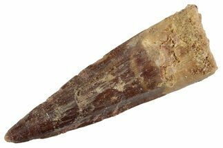 Fossil Spinosaurus Tooth - Real Dinosaur Tooth #367997