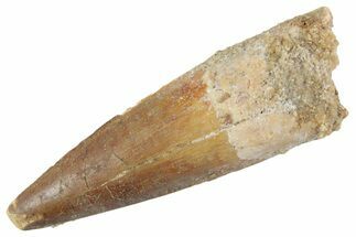 Fossil Spinosaurus Tooth - Real Dinosaur Tooth #368010