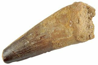 Fossil Spinosaurus Tooth - Feeding Worn Tooth #368024