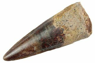Fossil Spinosaurus Tooth - Nice Tip #368025
