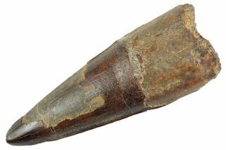 Fossil Spinosaurus Tooth - Real Dinosaur Tooth #368027