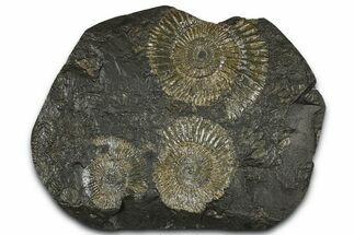 Fossil Ammonite (Dactylioceras) Cluster - Posidonia Shale, Germany #368169