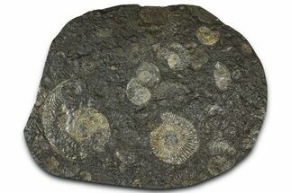 Fossil Ammonite Cluster - Posidonia Shale, Germany #368174