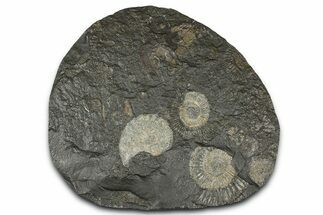 Fossil Ammonite Cluster - Posidonia Shale, Germany #368180