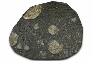 Fossil Ammonite Cluster - Posidonia Shale, Germany #368183