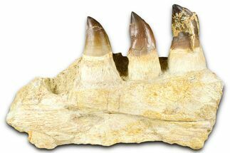 Fossil Mosasaur (Thalassotitan) Jaw Section with Teeth - Morocco #368246