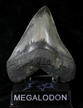 Very Wide Megalodon Tooth - Sharp Serrations #19498