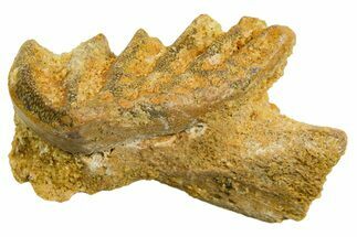 Cretaceous Lungfish (Ceratodus) Tooth Plate - Morocco #366731