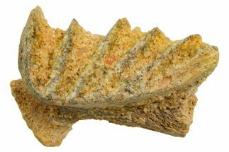 Cretaceous Lungfish (Ceratodus) Tooth Plate - Morocco #366746