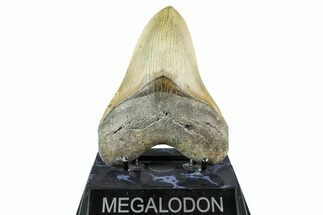 Serrated, Fossil Megalodon Tooth - North Carolina #368426