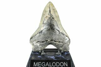 Bargain, Fossil Megalodon Tooth - North Carolina #368428