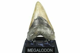 Fossil Shark Teeth For Sale