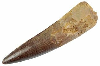 Fossil Spinosaurus Tooth - Nice Tip #368062