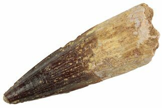 Fossil Spinosaurus Tooth - Feeding Worn Tooth #368075