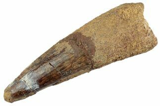 Fossil Spinosaurus Tooth - Real Dinosaur Tooth #368078