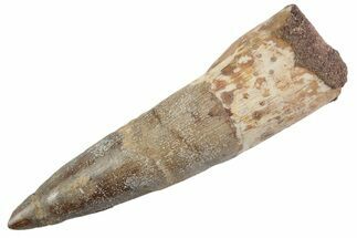 Fossil Spinosaurus Tooth - Real Dinosaur Tooth #368116