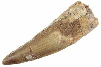 Fossil Spinosaurus Tooth - Real Dinosaur Tooth #368131