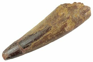 Fossil Spinosaurus Tooth - Feeding Worn Tooth #368138
