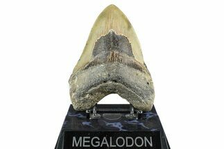 Serrated, Fossil Megalodon Tooth - North Carolina #368433