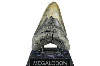 Fossil Megalodon Tooth - North Carolina #368434