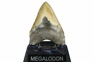 Serrated, Fossil Megalodon Tooth - North Carolina #368438