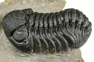 Detailed Phacopid (Morocops) Trilobite - Foum Zguid, Morocco #363153