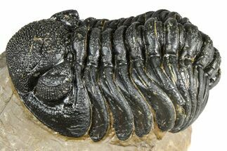 Detailed Phacopid (Morocops) Trilobite - Foum Zguid, Morocco #363155