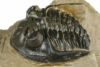 Curled Hollardops Trilobite - Foum Zguid, Morocco #363212