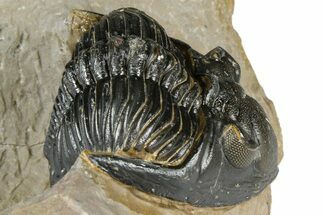 Hollardops Trilobite - Foum Zguid, Morocco #363215