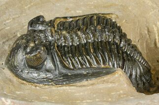 Hollardops Trilobite - Foum Zguid, Morocco #363224