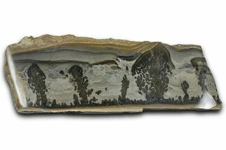 Triassic Aged Stromatolite Fossil - England #365709
