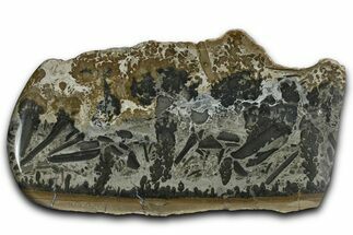 Triassic Aged Stromatolite Fossil - England #365716