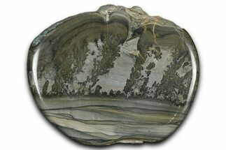 Triassic Aged Stromatolite Fossil - England #365719